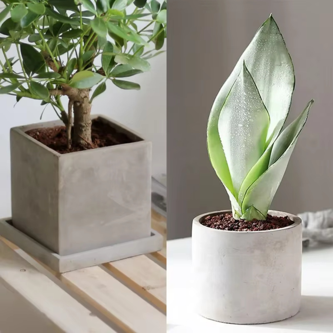 Echeveria Succulent - 15cm Large Size Round Concrete Flowerpot